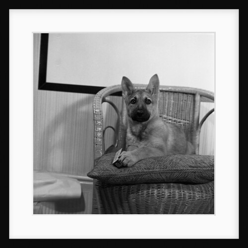 Puppy in studio, Isle of Man by Manx Press Pictures