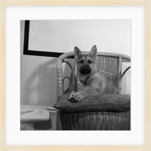 Puppy in studio, Isle of Man by Manx Press Pictures