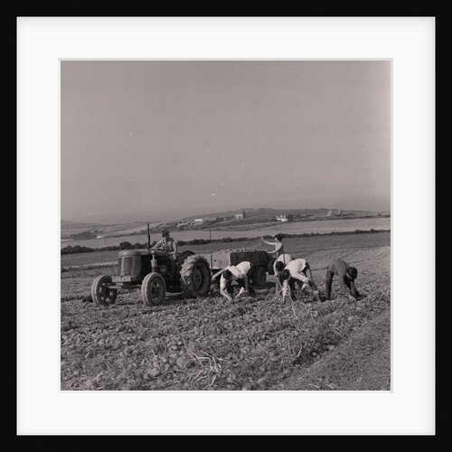 Potato picking by Manx Press Pictures