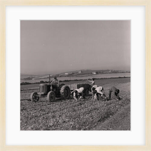 Potato picking by Manx Press Pictures