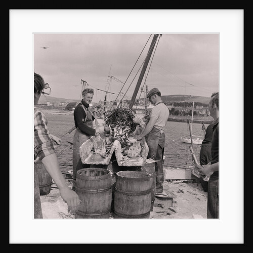 Herring being salted for export by Manx Press Pictures