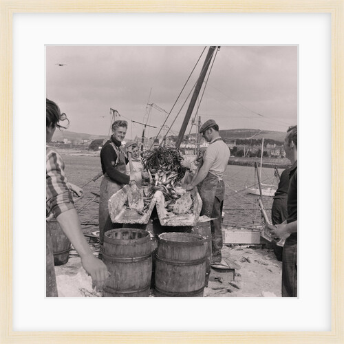 Herring being salted for export by Manx Press Pictures