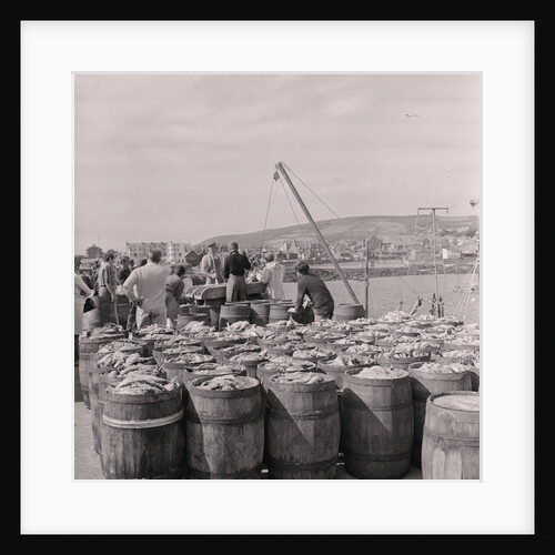 Herring being salted for export by Manx Press Pictures