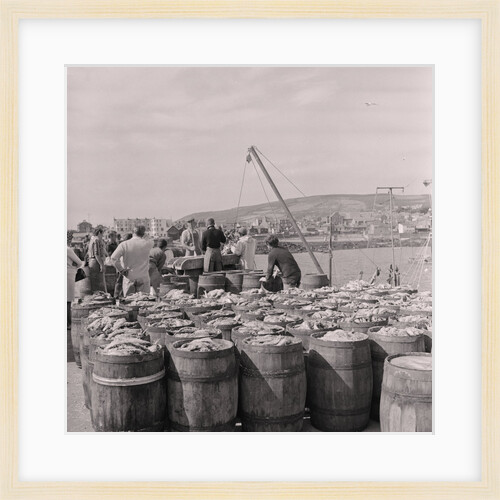 Herring being salted for export by Manx Press Pictures