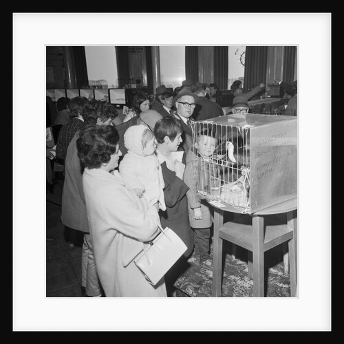 Fur and feather Show, Villiers, Douglas by Manx Press Pictures