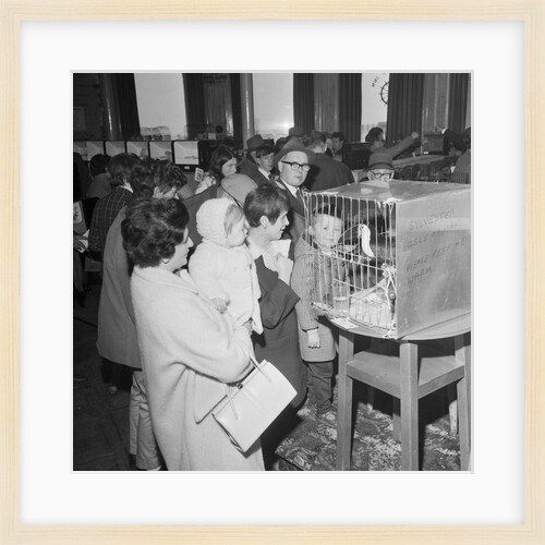 Fur and feather Show, Villiers, Douglas by Manx Press Pictures