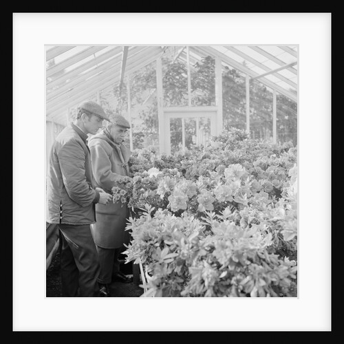 Corporation Nurseries, Ballaughton by Manx Press Pictures