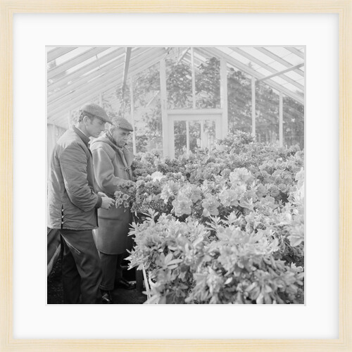 Corporation Nurseries, Ballaughton by Manx Press Pictures