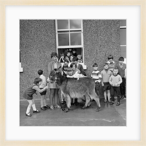 Donkey with children, Isle of Man by Manx Press Pictures
