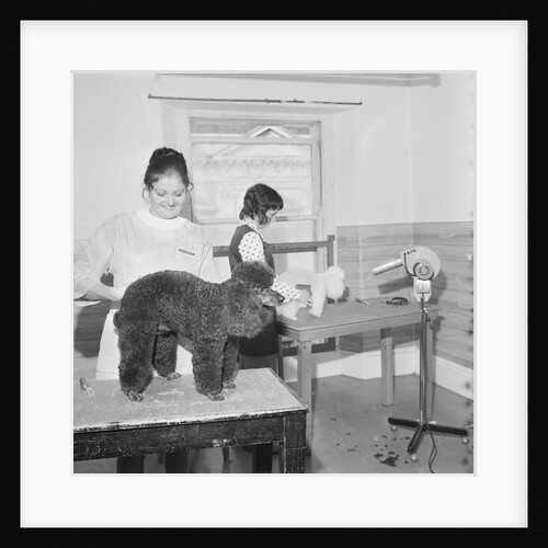 Blacks pet parlour by Manx Press Pictures