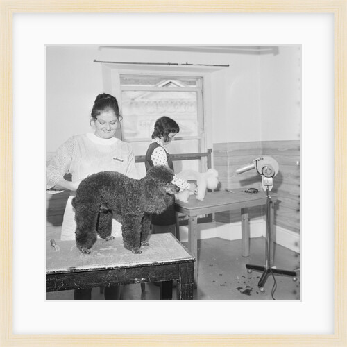 Blacks pet parlour by Manx Press Pictures