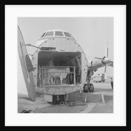 Loading cattle at Ronaldsway Airport by Manx Press Pictures