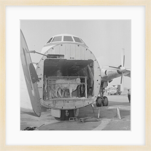 Loading cattle at Ronaldsway Airport by Manx Press Pictures