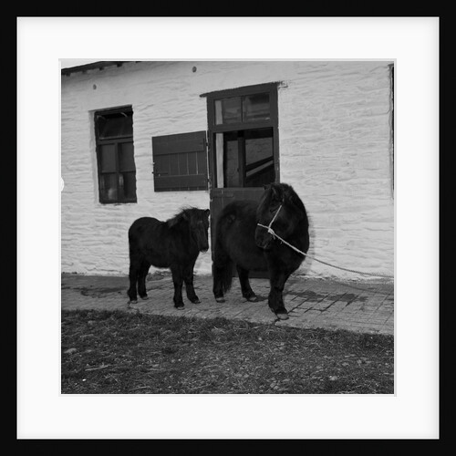 Donkeys at Horses Home, Isle of Man by Manx Press Pictures