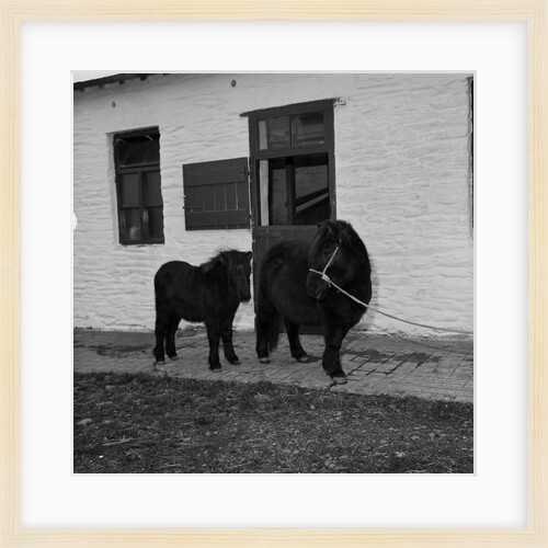 Donkeys at Horses Home, Isle of Man by Manx Press Pictures