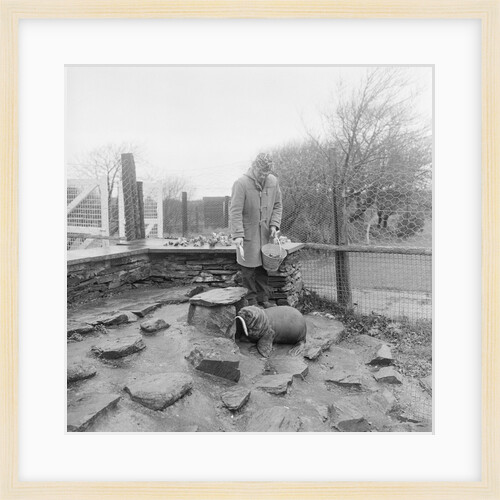 Sea lion at Isle of Man Wildlife Park by Manx Press Pictures