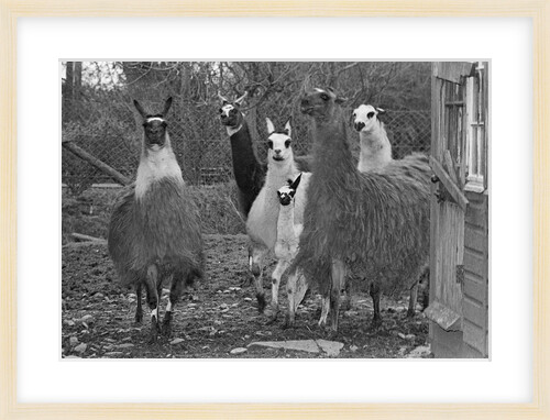 Llamas, Isle of Man Wildlife Park by Manx Press Pictures