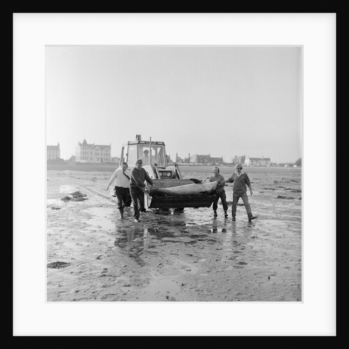 Dolphin rescue, Derbyhaven by Manx Press Pictures