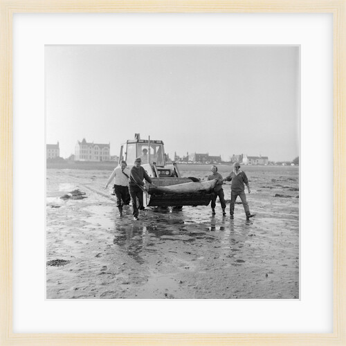 Dolphin rescue, Derbyhaven by Manx Press Pictures