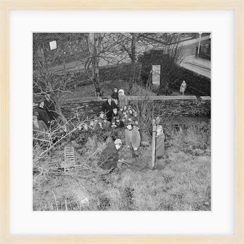 Tree planting, Manx Museum, Douglas by Manx Press Pictures