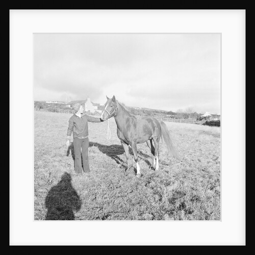 Arab Horses at Laxey and Hillberry by Manx Press Pictures