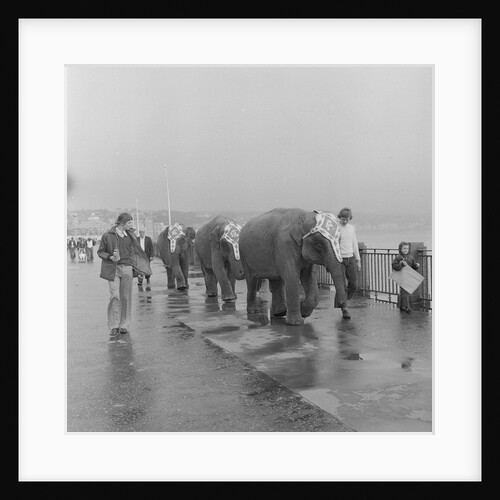 Circus elephants on Douglas Promenade by Manx Press Pictures