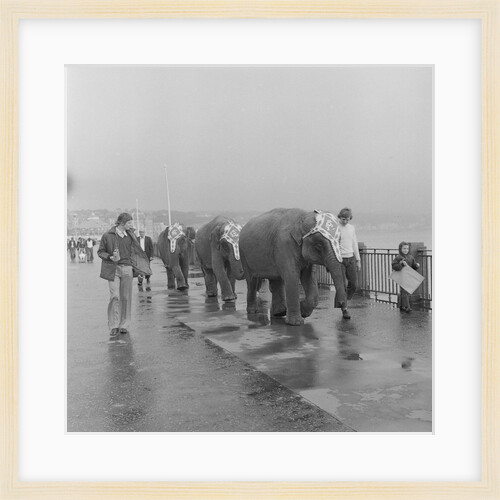 Circus elephants on Douglas Promenade by Manx Press Pictures