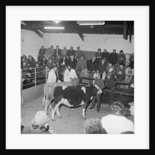 Cattle Show, Ramsey Mart by Manx Press Pictures