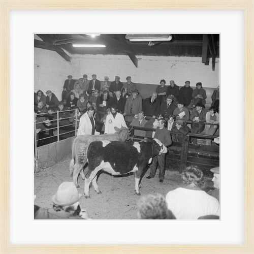 Cattle Show, Ramsey Mart by Manx Press Pictures