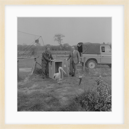 Pelican at Curraghs Wildlife Park by Manx Press Pictures