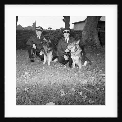 Police dogs at Peel by Manx Press Pictures