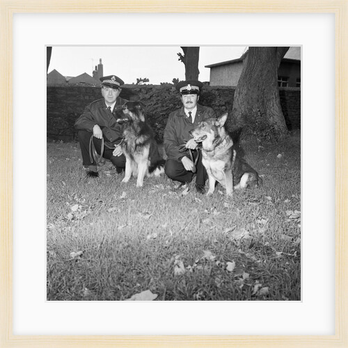 Police dogs at Peel by Manx Press Pictures