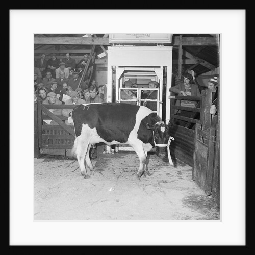 Friesian Cattle Show, St Johns by Manx Press Pictures