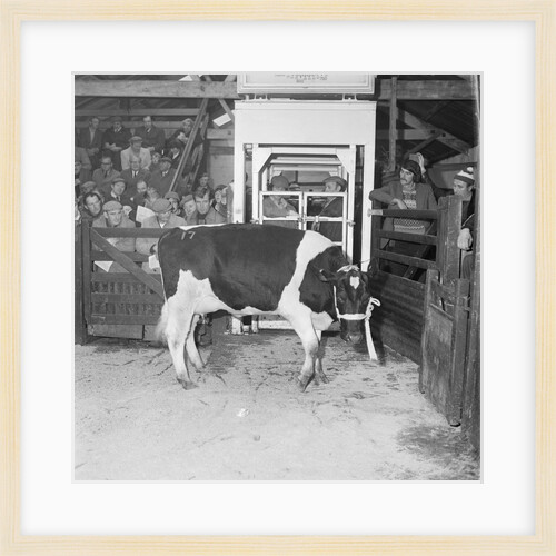 Friesian Cattle Show, St Johns by Manx Press Pictures