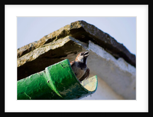 Chirpy chappie by Chris Allen