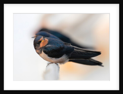 Swallows and fishing boats by Paul Quellin