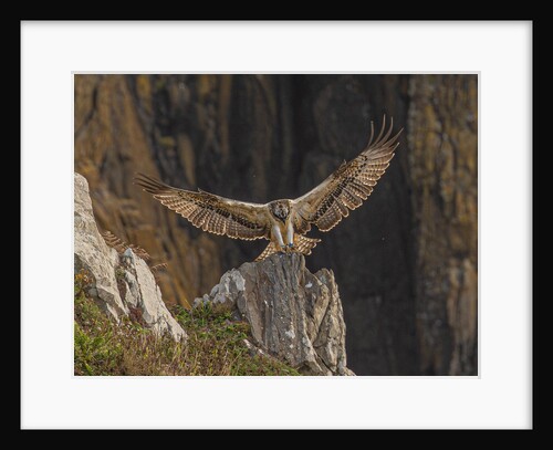 Osprey landing by Pawel Garczynski