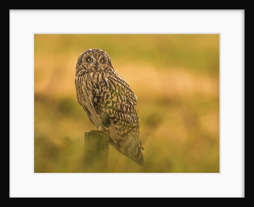 Short-eared Owl resting by Pawel Garczynski