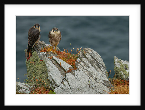 Brothers in arms by Anna Modlińska