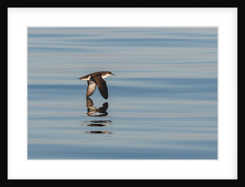 A Manx Shearwater by Lara Howe