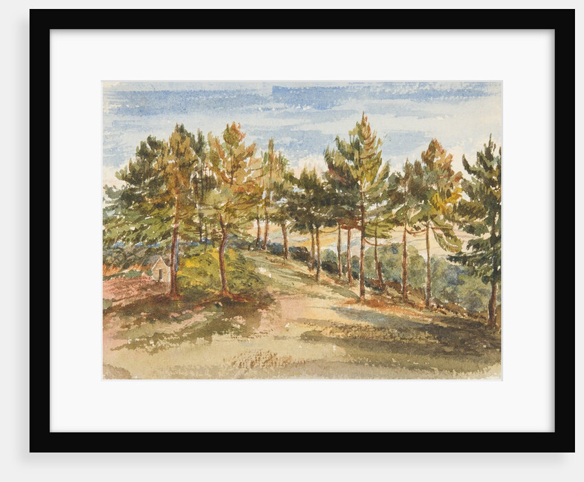 Woodland by Georgina Gore Currie