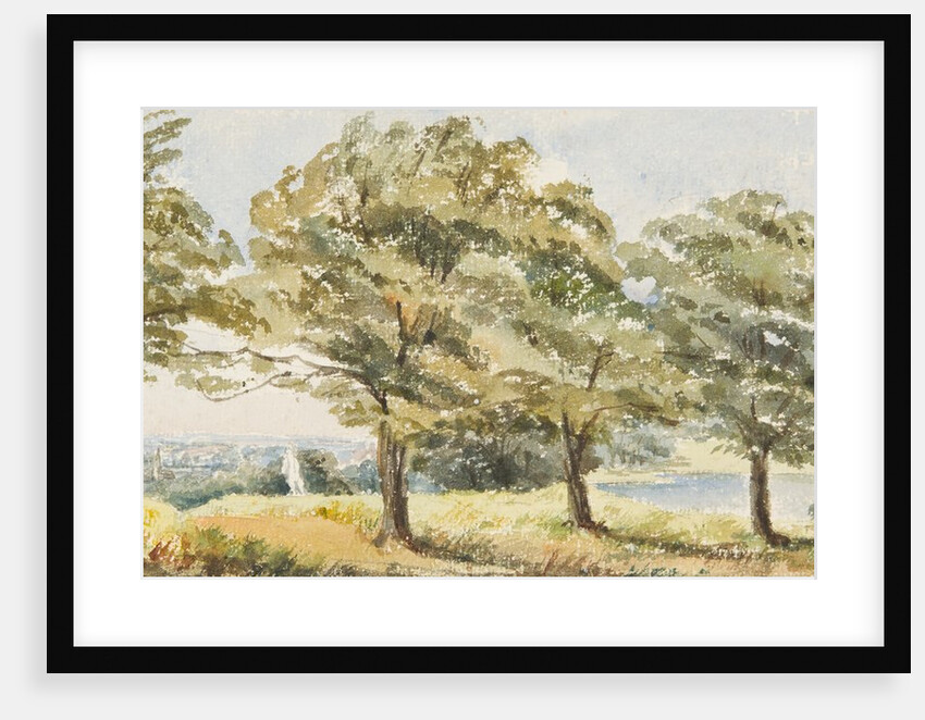Trees in field by Georgina Gore Currie