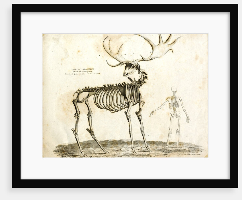 Cervus Giganteus or fossil elk of the Isle of Man by W. H. Lizars