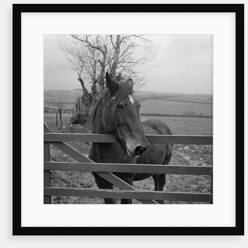 Home of Rest for Old Horses by Manx Press Pictures