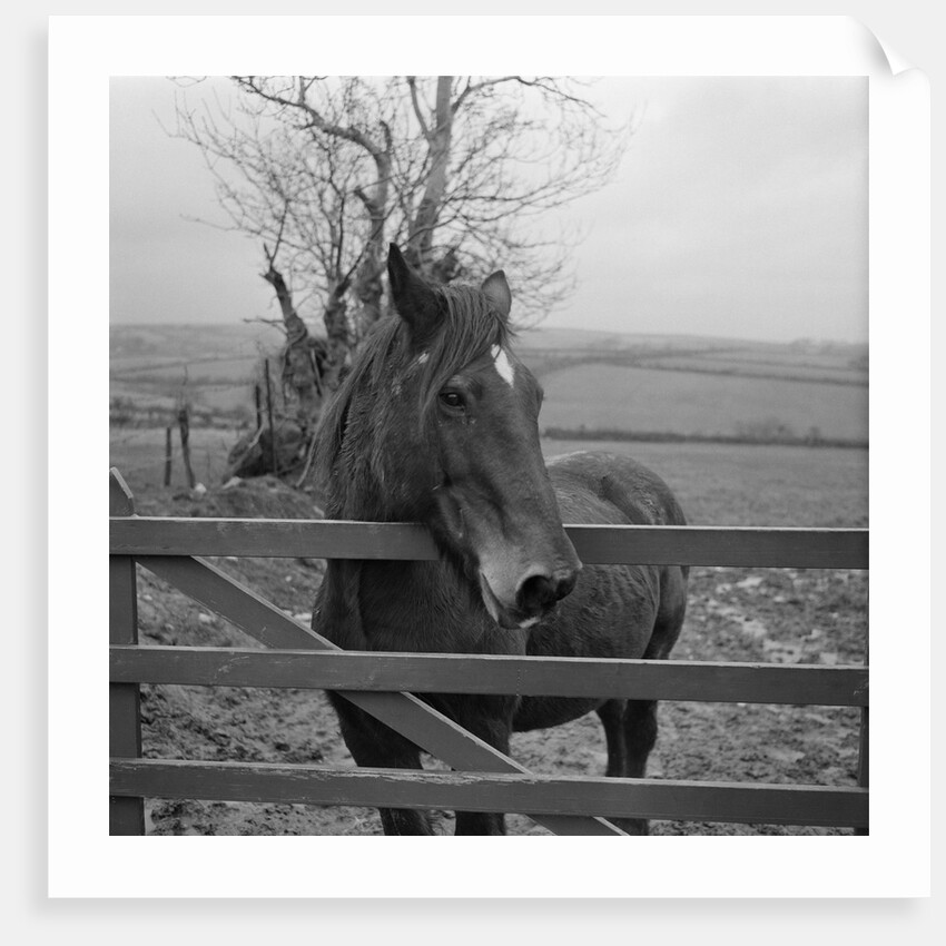 Home of Rest for Old Horses by Manx Press Pictures