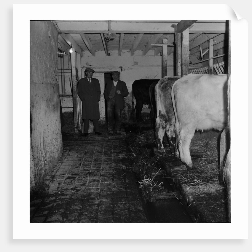 Mucking-out cows at Ballabeg by Manx Press Pictures