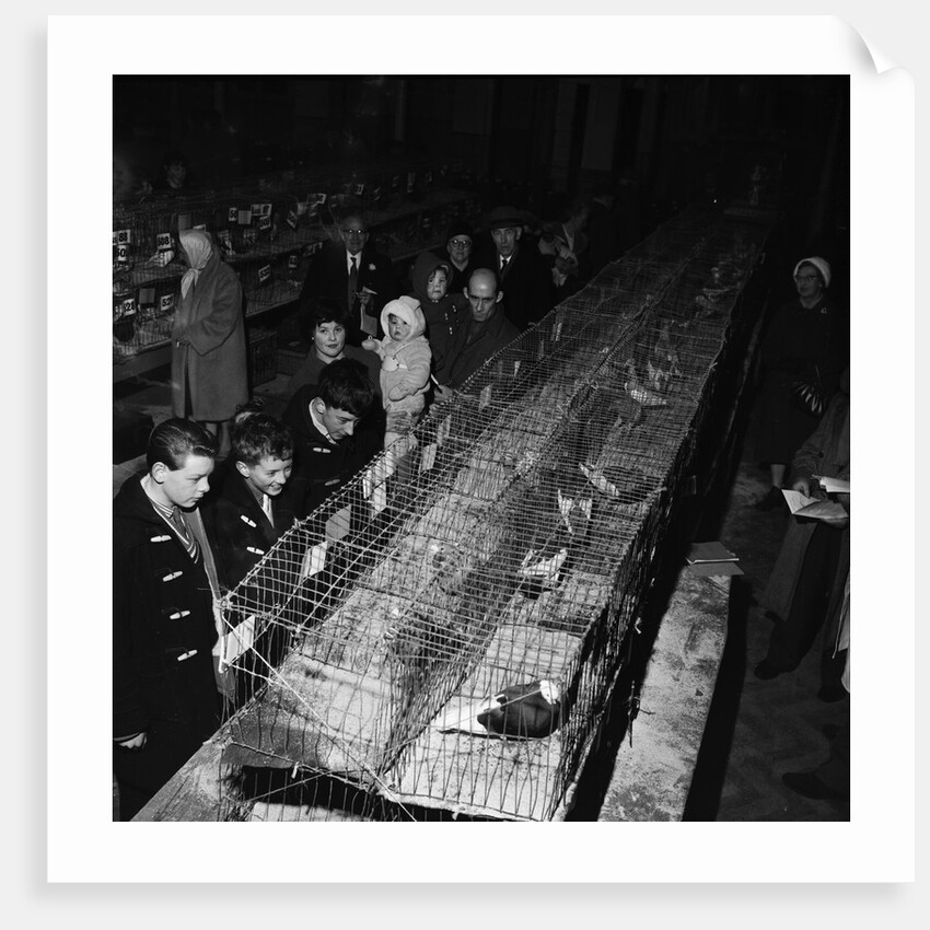 Fur and Feather Show, Derby Castle, Douglas by Manx Press Pictures