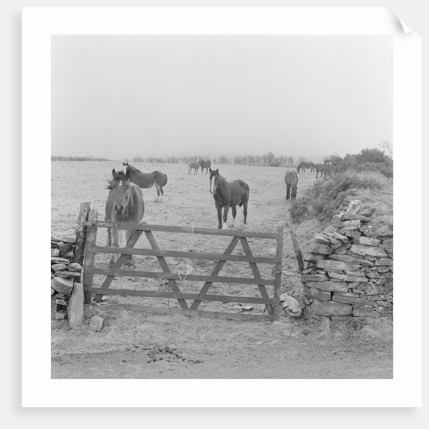 Tram horses at the Gooseneck, Isle of Man by Manx Press Pictures