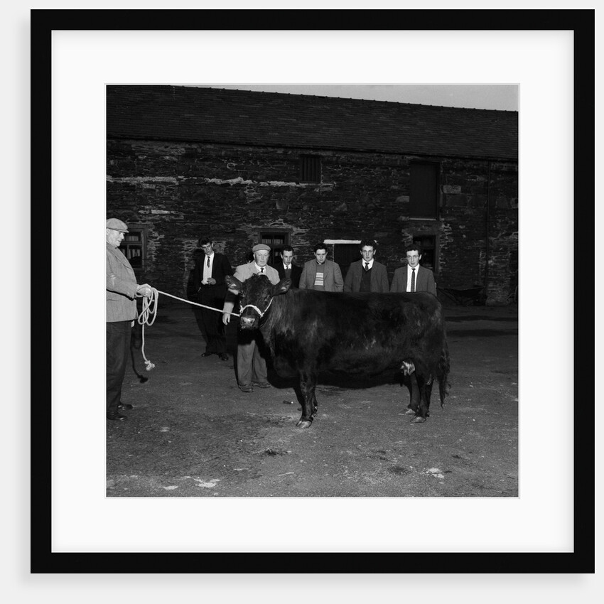 Knockaloe stock judging competition by Manx Press Pictures