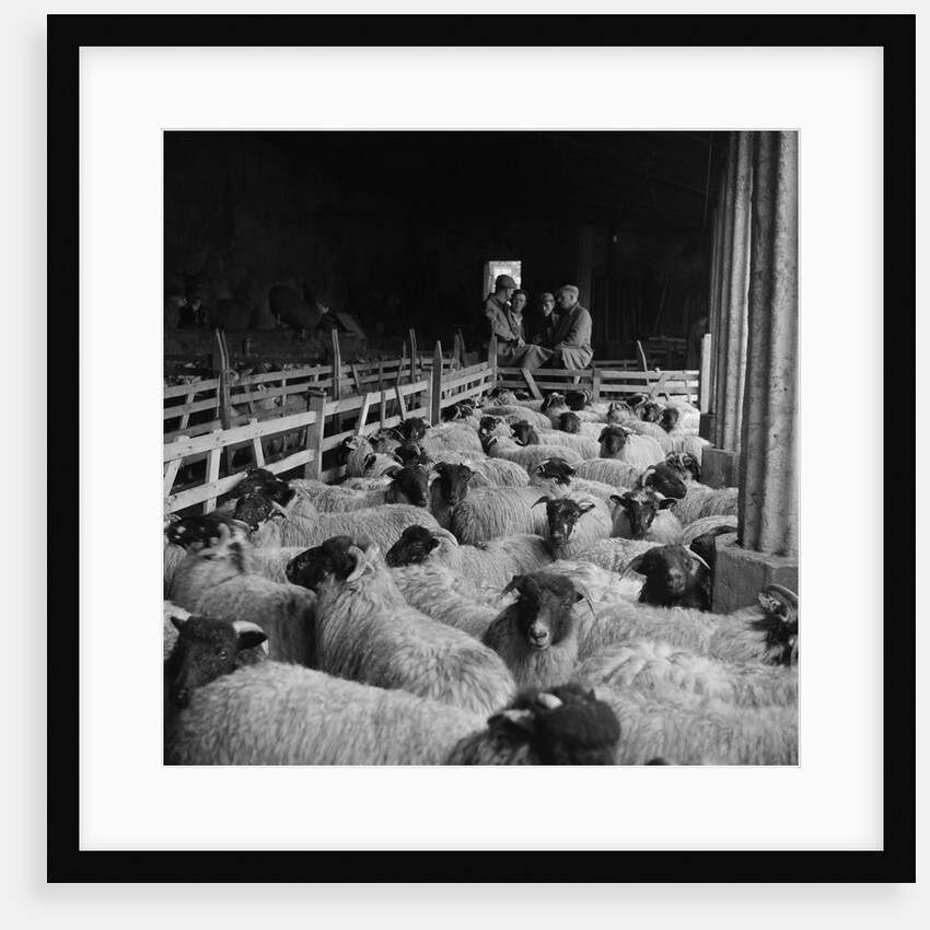 Druidale Farm sale by Manx Press Pictures